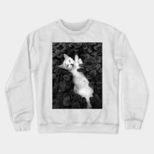 Cat Loves Catnip Crewneck Sweatshirt